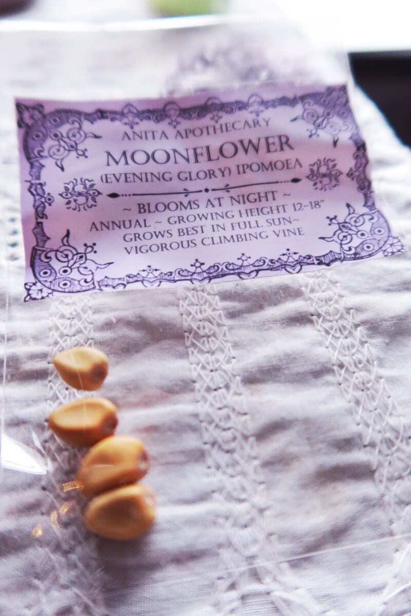 Moonflower seeds
