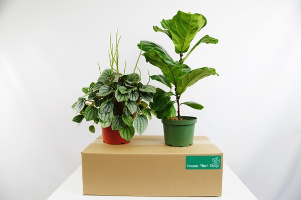 Plant subscription box