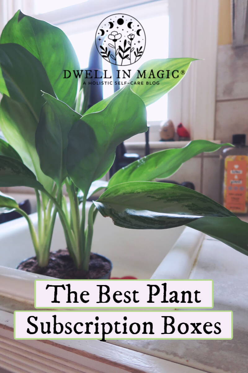 The Ultimate List of Plant Subscription Boxes for 2020